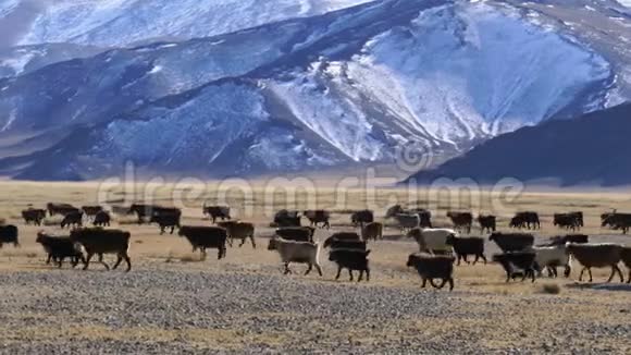 在牧场放牧的蒙古羊群视频的预览图