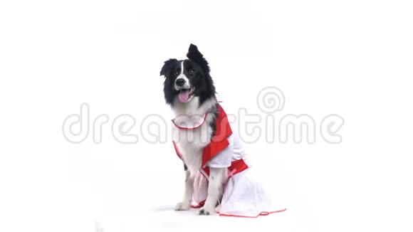 穿着医用长袍的边境牧羊犬站在两条腿上白色背景视频的预览图