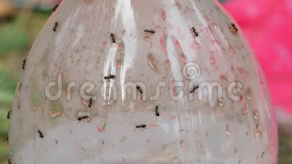 糖水瓶4k上的蚂蚁视频的预览图