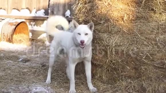 带有异色的哈士奇有不同眼睛的狗看门狗在农场叫慢节奏视频的预览图