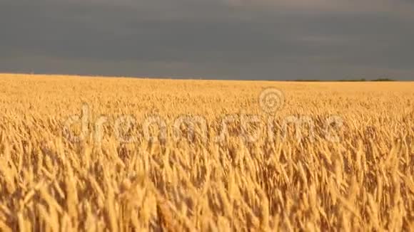 美丽的日落与乡村越过一片麦田田间成熟的麦穗太阳照亮了小麦作物视频的预览图