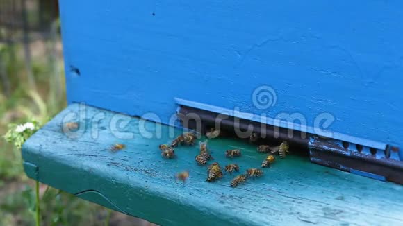 蜜蜂在蜂巢的入口处飞翔视频的预览图