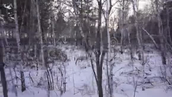 冬季森林运动相机塞贝拉视频的预览图