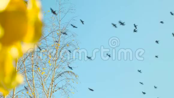 蓝天上的一群乌鸦黄叶桦树枝背景上的飞鸟视频的预览图