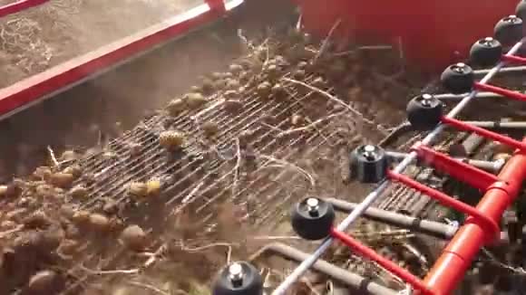 特写镜头土豆块茎在特殊的机器磁带上移动一辆特殊的拖拉机把土豆挖出来然后把它倒进一辆车的后部视频的预览图