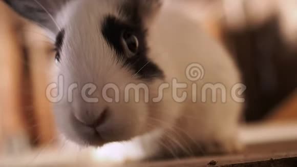 毛茸茸的兔子看着你扭动鼻子视频的预览图