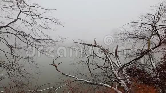 冬季自然景观与河流和树木自然景观视频的预览图