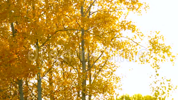 日落时明亮背景下的金桦树叶视频的预览图