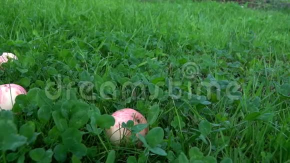 熟苹果趴在草地上镜头慢动作果园农耕收获季节视频的预览图