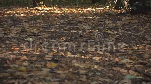林中的干叶和背景中的松鼠视频的预览图
