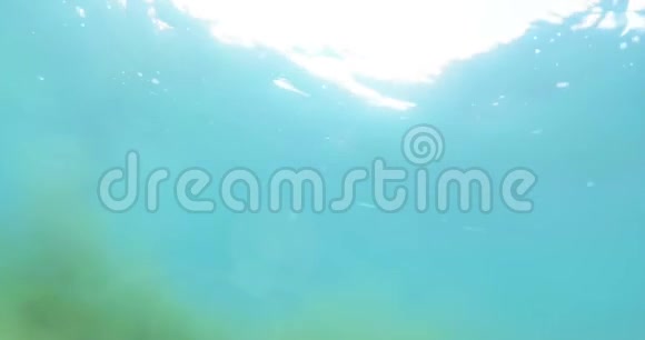 在海洋中潜水和游泳水下运动视频的预览图