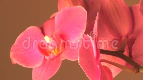 旋转的粉色花朵视频的预览图
