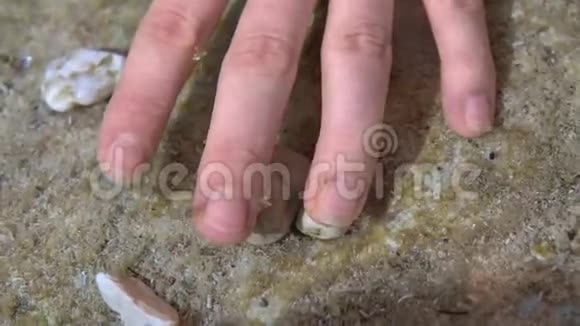 小虾在浅水中吃着残留的皮肤会剥掉雌性的手视频的预览图