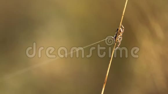 蜘蛛坐在干草上风里拿着蜘蛛网视频的预览图