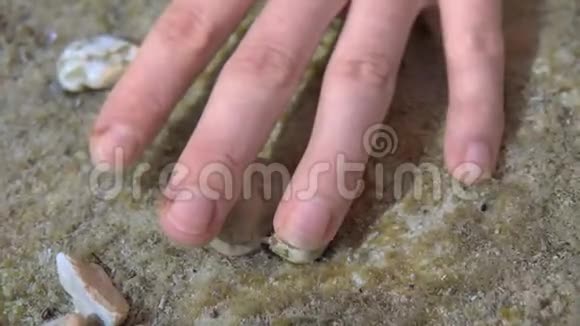 小虾在浅水中吃着残留的皮肤会剥掉雌性的手视频的预览图