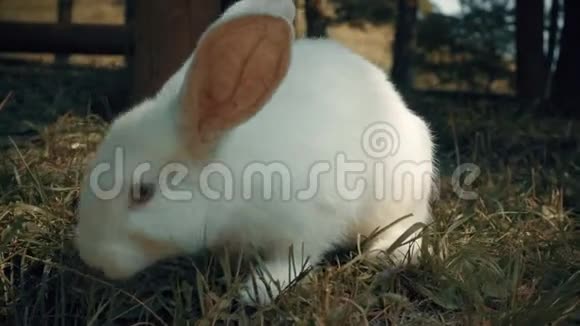 兔子夏天吃草视频的预览图