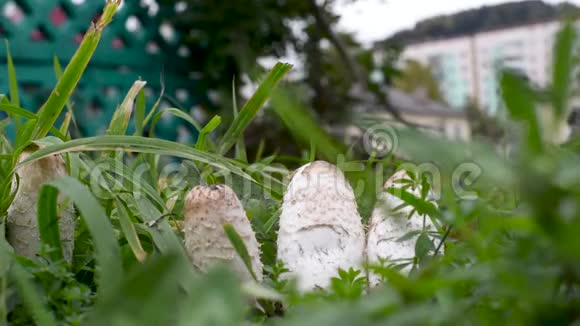 莫尔斯蘑菇在城市的户外绿草中视频的预览图
