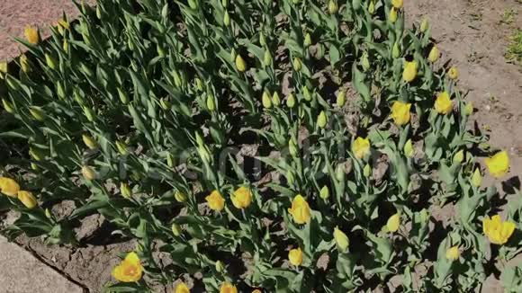 美丽的五颜六色的黄色郁金香花在春天的花园里盛开春天盛开的装饰郁金香花视频的预览图