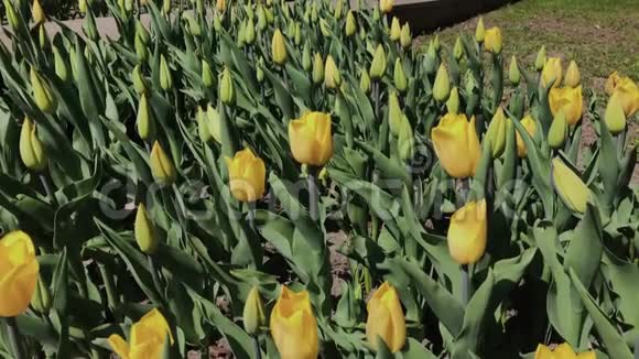 美丽的五颜六色的黄色郁金香花在春天的花园里盛开春天盛开的装饰郁金香花视频的预览图
