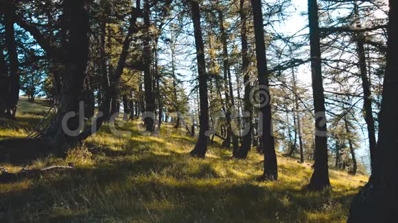 4K森林深处的宁静视频视频的预览图