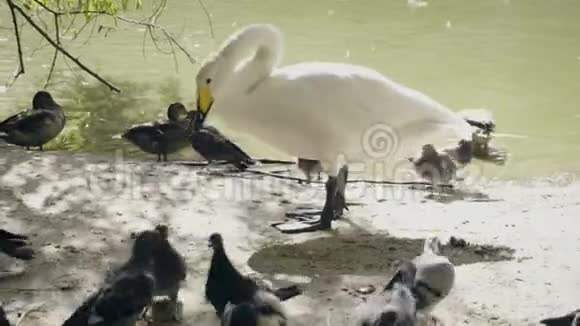 白天鹅想抓鸽子视频的预览图