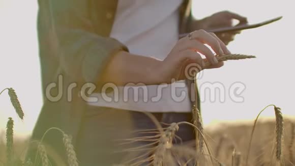夕阳背景下麦田里穿格子衬衫的年轻女农民女孩用平板电脑计划收割视频的预览图
