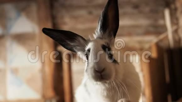 毛茸茸的兔子看着你扭动鼻子视频的预览图