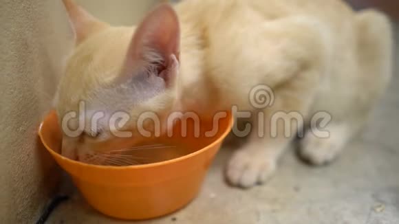猫从桔子碗里喝水视频的预览图