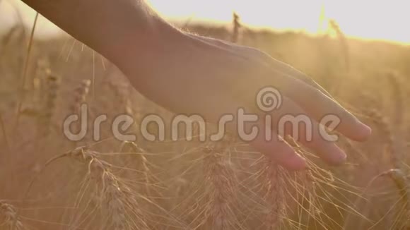 一个农民用手在田里摸小麦的特写镜头农夫的手慢慢地摸着麦子视频的预览图