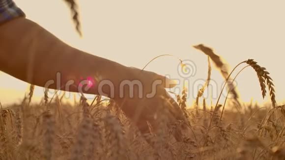 一个农民用手在田里摸小麦的特写镜头农夫的手慢慢地摸着麦子视频的预览图