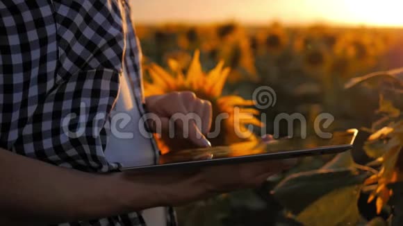 农民女孩在平板电脑上打字进入向日葵田种植园视频的预览图