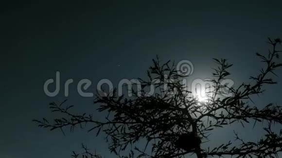 夜晚的天空随着树木的流逝视频的预览图