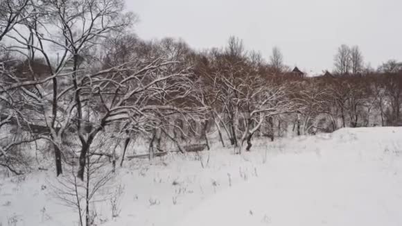 奇妙的冬季霜林景观雪山空中飞上云杉树枝从雾蒙蒙的森林在白色视频的预览图