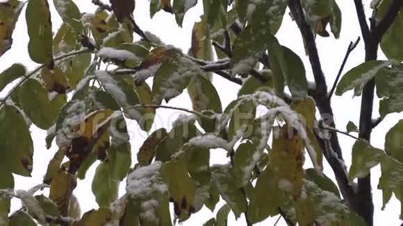 绿叶上的初雪视频的预览图
