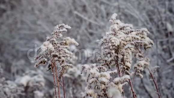 白雪覆盖的植物视频的预览图