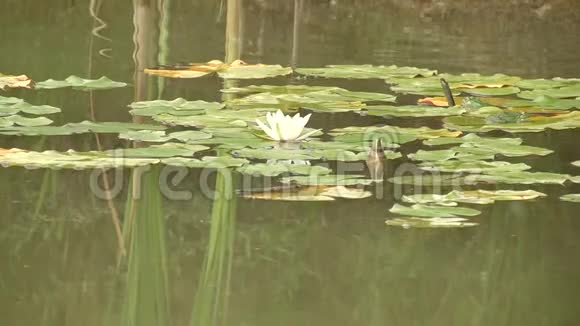 湖里的绿水浑浊的水青蛙坐在树叶上夏日湖畔美丽的白百合视频的预览图