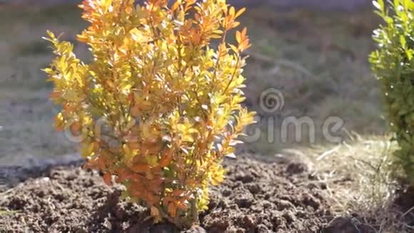 花园里的昆虫视频的预览图