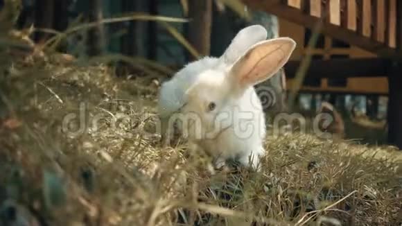 兔子夏天吃草视频的预览图