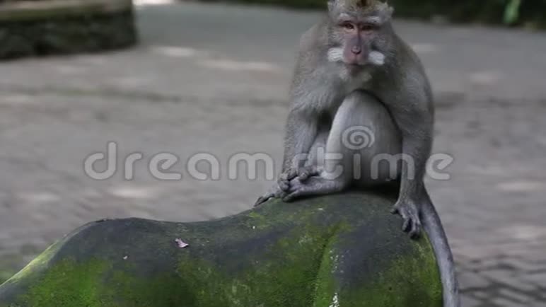 丛林里的猴子视频的预览图