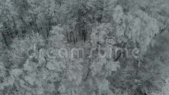空中无人机拍摄的冬季雾中冰封树木的画面视频的预览图