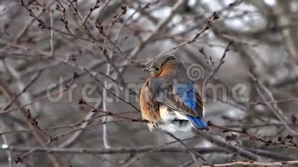 雌性东方蓝鸟在冬天视频的预览图