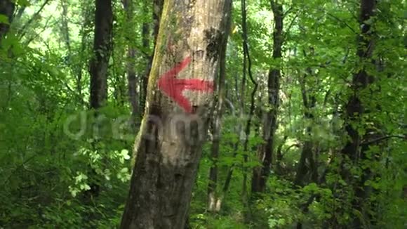 在森林里树上的红色箭头指针视频的预览图