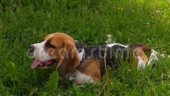 猎犬在高大的草地上休息视频的预览图