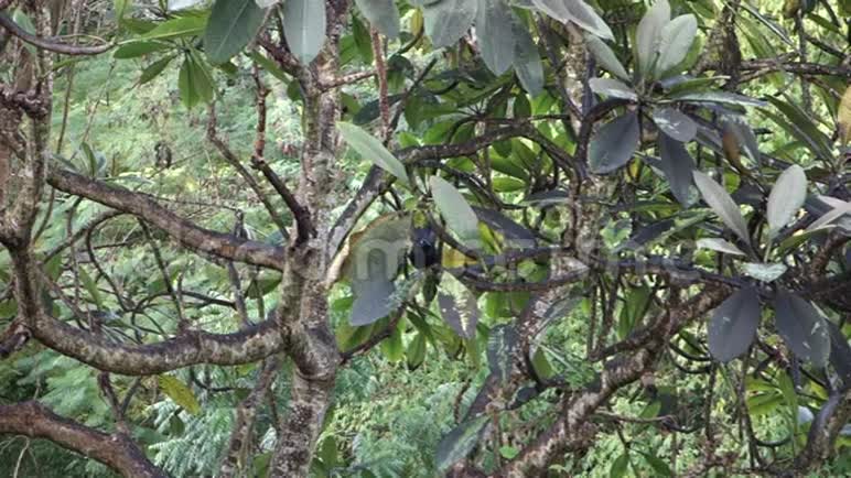 佛兰吉帕尼树上的黑鸟视频的预览图