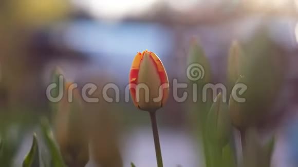 初春概念美丽的晚霞拍摄郁金香特写视频的预览图