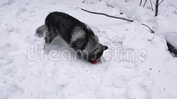 狗种哈士奇在冬天玩玩具视频的预览图