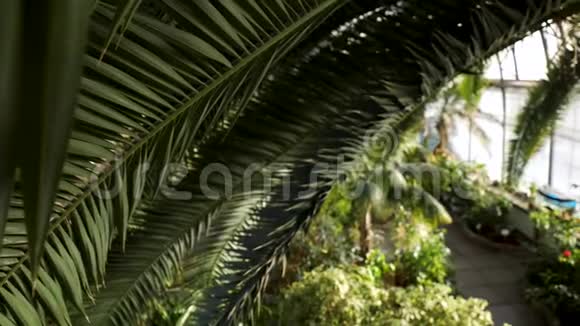 观赏美丽的棕榈树及其绿色的宽叶和植物园内的其他不同植物股票视频的预览图