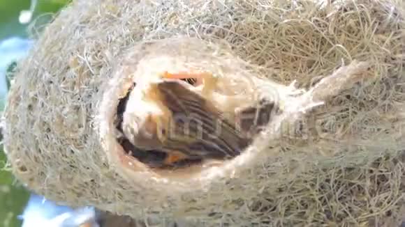 巢中亚洲金线织女的羽毛视频的预览图