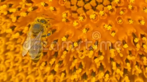 蜜蜂在田里工作和收集向日葵的花粉向日葵的田野风中摇曳的葵花视频的预览图