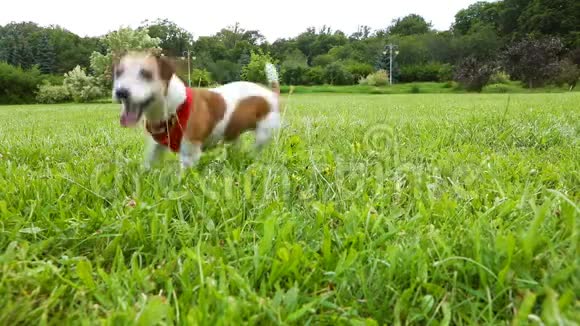 可爱的滑稽狗穿着红色的头巾跑在绿草上激活与宠物的周末时间录像片段快乐的夏天视频的预览图